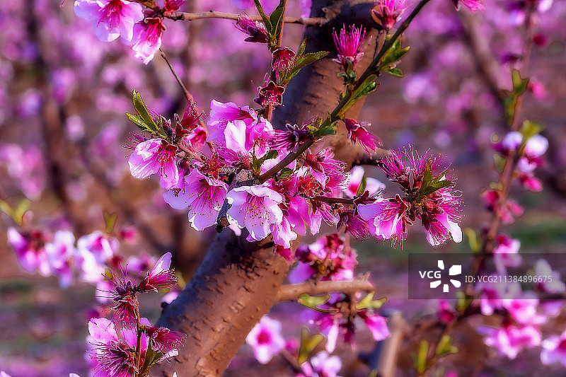 彩色的春花，特写粉红樱花在春天，Aitona，西班牙图片素材