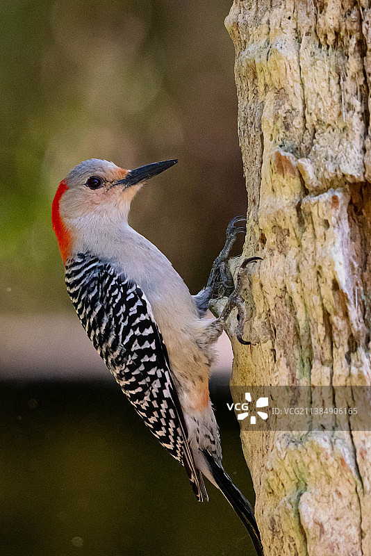 啄木鸟栖息在树干的特写，博伊德山自然保护区，美国，美国图片素材