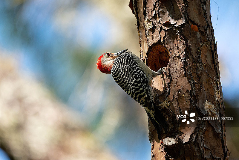 勤劳的红腹啄木鸟，啄木鸟栖息在树干的特写，生菜湖公园，美国，美国图片素材