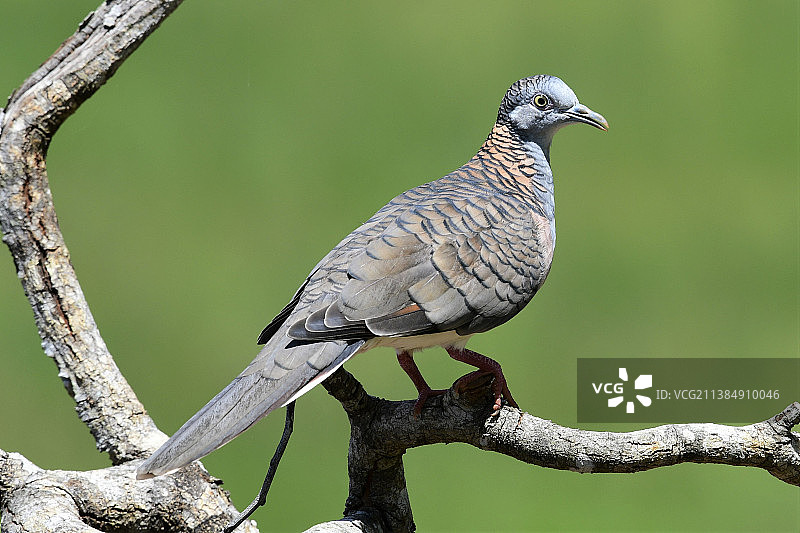 一只澳大利亚杠肩鸽子，鸽子栖息在树枝上的特写，Yungaburra，昆士兰，澳大利亚图片素材
