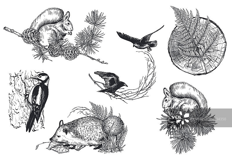收集手绘动物、鸟类和图片素材