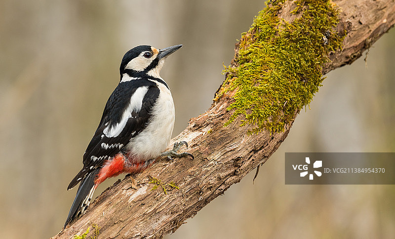 大斑点啄木鸟- Grote bonte specht，大斑点啄木鸟栖息在树上的特写，De Caetsweyers，比利时图片素材