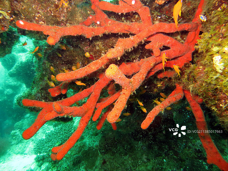 彩色软珊瑚，珊瑚礁图片素材