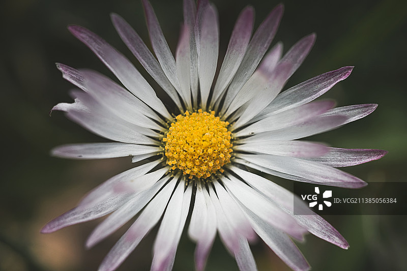 雏菊，白色雏菊花的特写图片素材