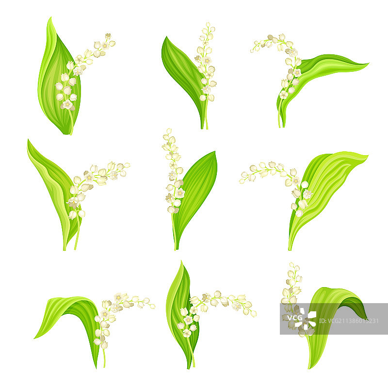 铃兰植物设置美丽的五月钟图片素材
