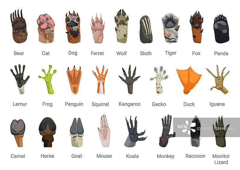 动物爪子套图片素材