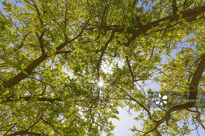 希腊，树木对着天空的低角度视图图片素材