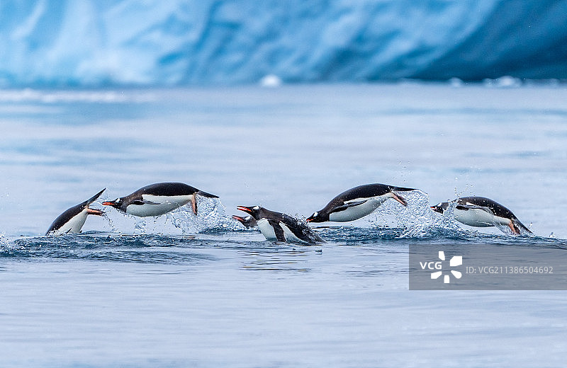 南极西尔瓦湾，巴布亚企鹅在海里嬉戏图片素材