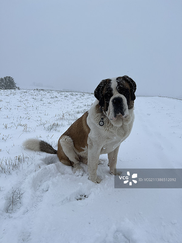 圣伯纳坐在白雪覆盖的土地上的肖像图片素材
