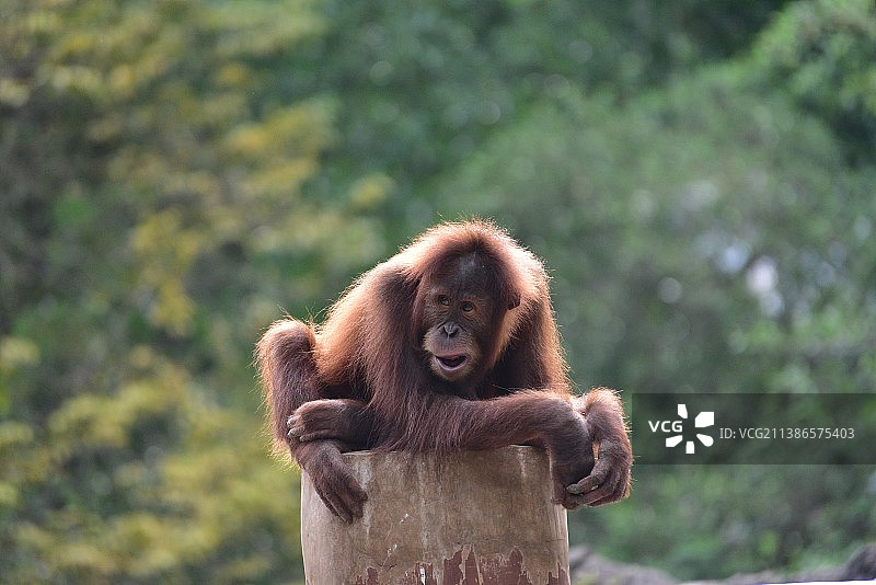 坐在木头上的猴子肖像，苏门答腊，印度尼西亚图片素材