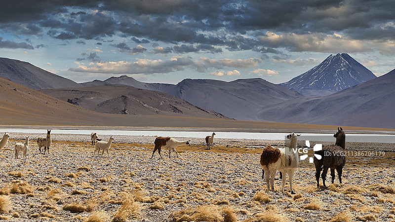 沙漠中的骆驼，智利安托法加斯塔图片素材