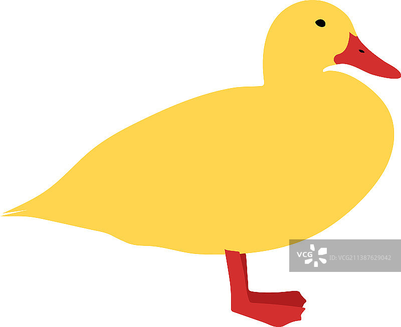 黄鸭长着红嘴图片素材