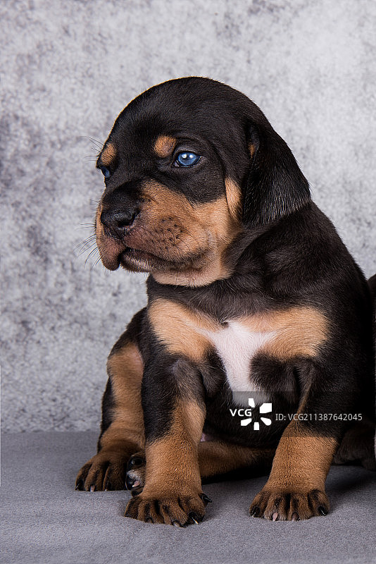 路易斯安那州卡塔霍拉豹狗小狗的肖像在灰色的背景图片素材