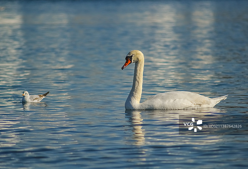 沉默的天鹅天鹅的颜色，天鹅鸟在湖中游泳在夕阳的光芒图片素材