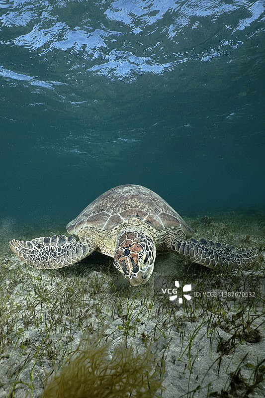 高角度观绿海龟在海中游泳，马约特图片素材