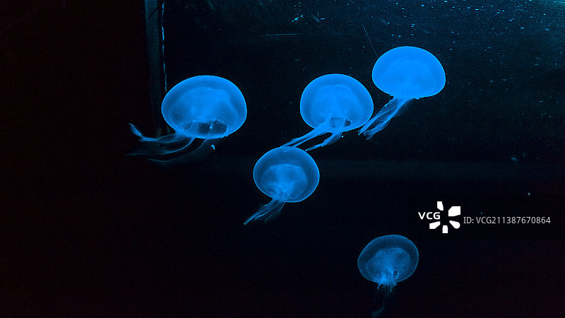 水母在水族馆游泳的特写，西班牙巴塞罗那图片素材