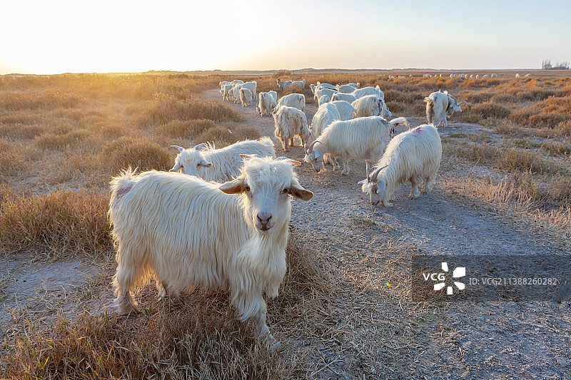 新疆南疆和田民丰县草原上的羊群图片素材