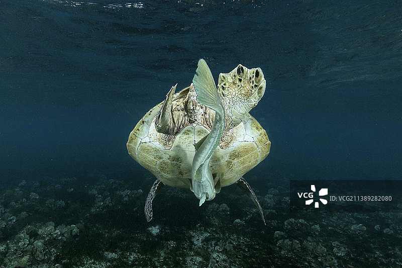 海绿海龟在海中游泳的特写，马约特图片素材