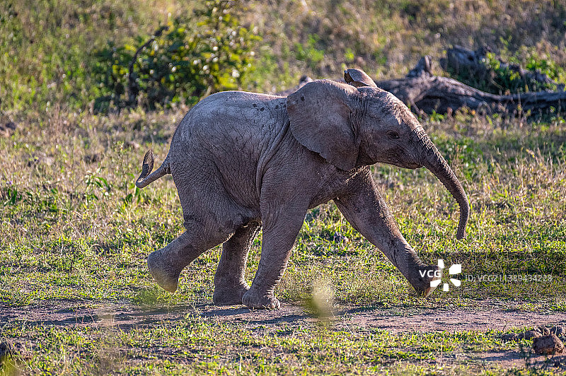 南非克鲁格国家公园，非洲大象在田野上行走的侧面视图图片素材