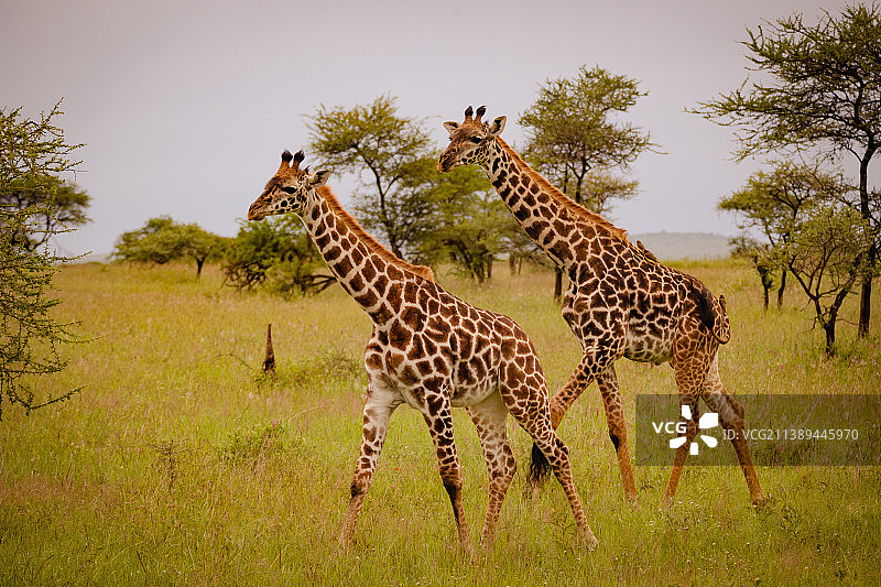 坦桑尼亚塞伦盖蒂的田野里，两只年幼的野生长颈鹿图片素材