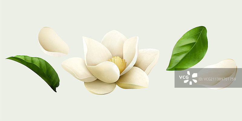 白色茉莉花与叶片微距插画图片素材