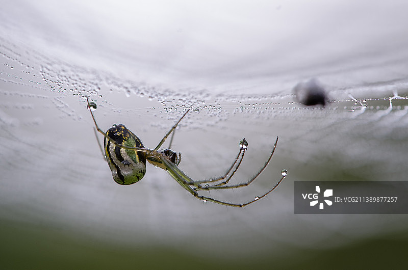 蛛网上的蜘蛛特写，巴西图片素材
