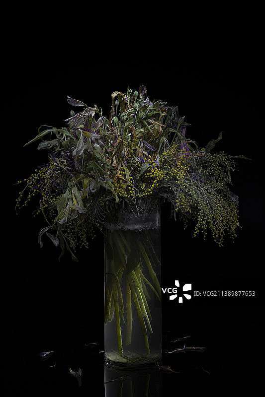 特写植物在花瓶对黑色背景，伊朗图片素材