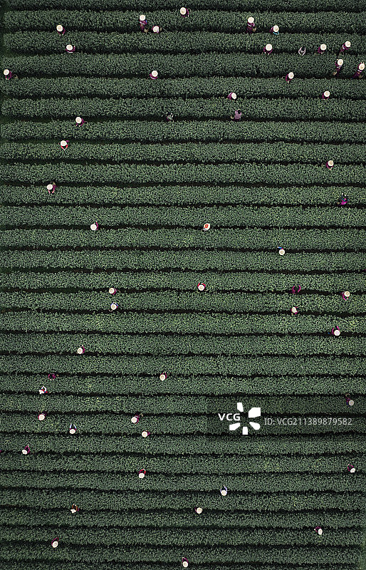 春季茶园采茶红色绿色平行条纹纹理农业茶叶养生金融健康行业金融天然自然图片素材