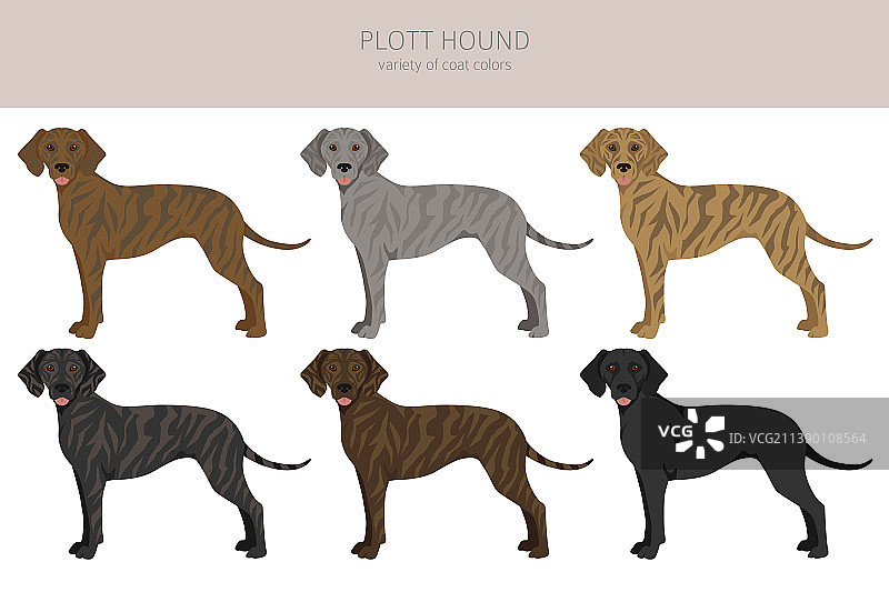 普罗特猎犬剪纸不同的姿势大衣颜色图片素材