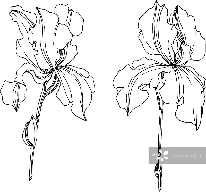 鸢尾花植物花黑色和白色图片素材