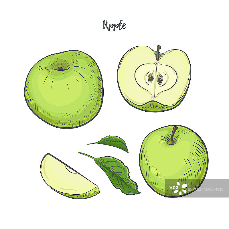 苹果果实草图图片素材