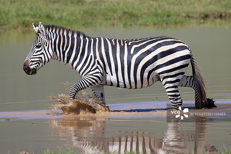 平原斑马在田野上奔跑的侧面视图，阿鲁沙，坦桑尼亚图片素材