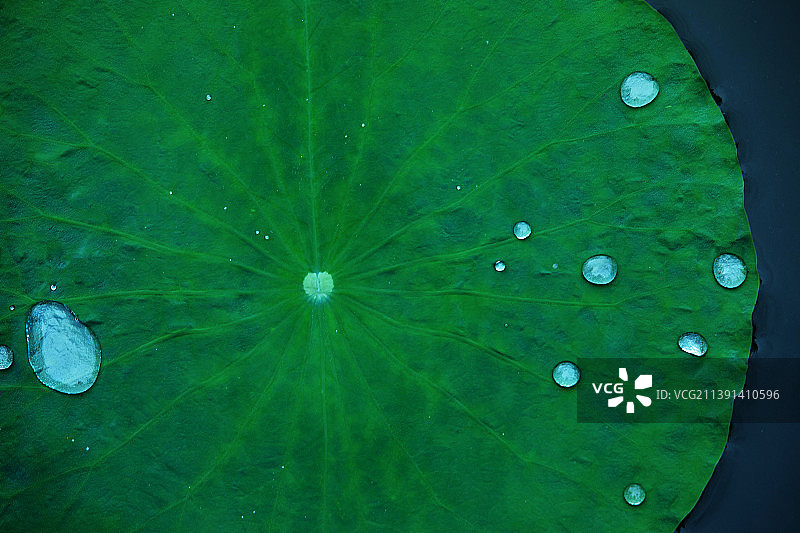 夏天,荷叶上的水滴,自然美图片素材