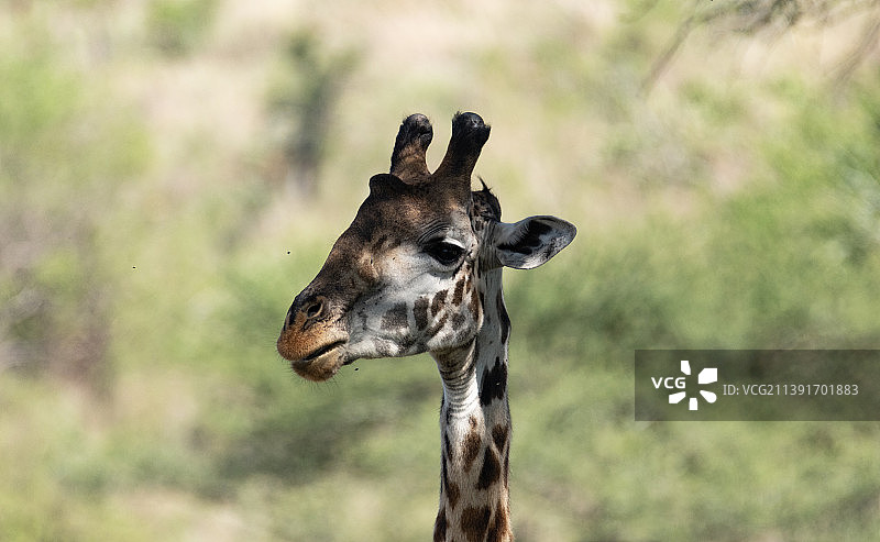 长颈鹿的特写,坦桑尼亚图片素材