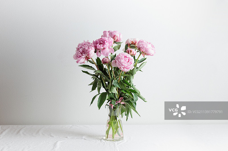 美丽的一束新鲜粉彩粉红色牡丹盛开在花瓶与白色背景图片素材