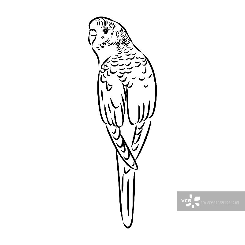 一只可爱的鹦鹉坐在栖木上供设计图片素材