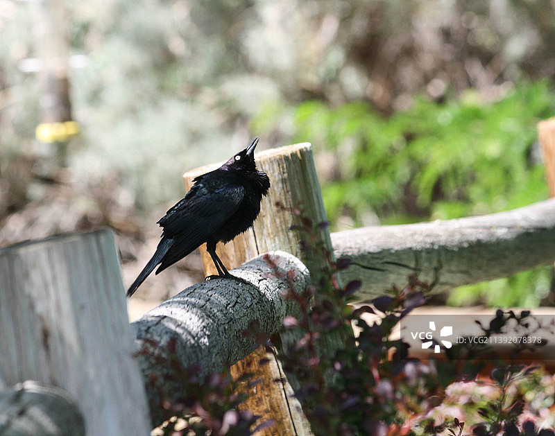 特写乌鸦栖息在木栅栏，爱达荷州，美国，美国图片素材