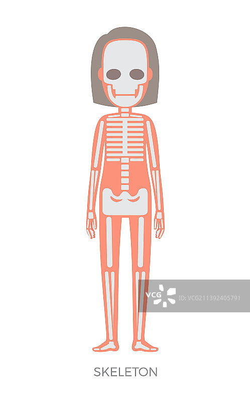 女性的骨骼结构图片素材