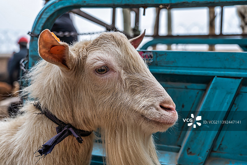 新疆喀什牛羊大巴扎（活畜类市场）图片素材