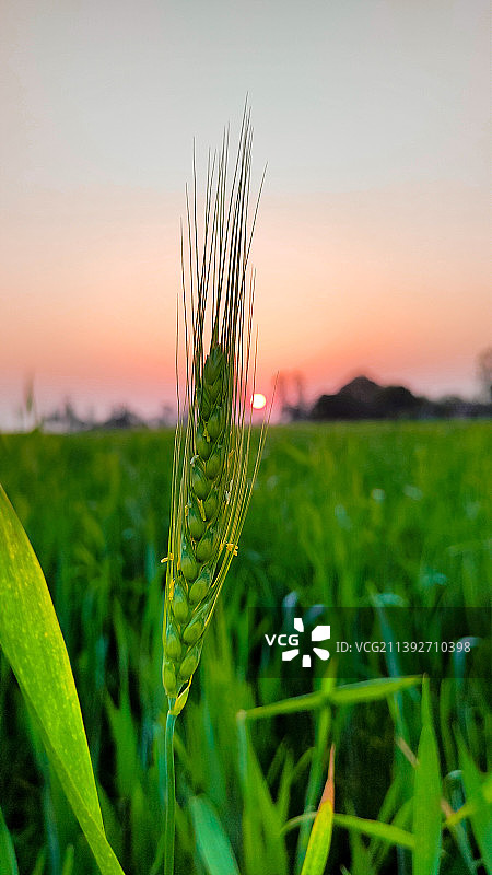 在日落期间，阿扎姆加尔，北方邦，印度，农作物在田野上生长的特写图片素材