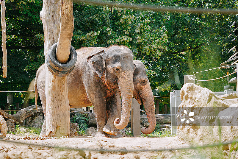 正在进食的大象，拍摄于动物园图片素材