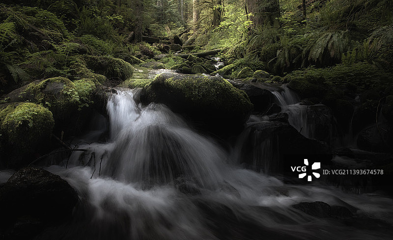 风景瀑布在森林，Siuslaw国家森林，俄勒冈州，美国，美国图片素材