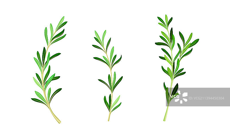 迷迭香植物小枝新鲜芳香的草本小枝图片素材
