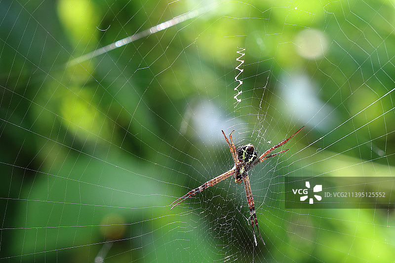 蛛网上的蜘蛛特写，孟买，马哈拉施特拉邦，印度图片素材