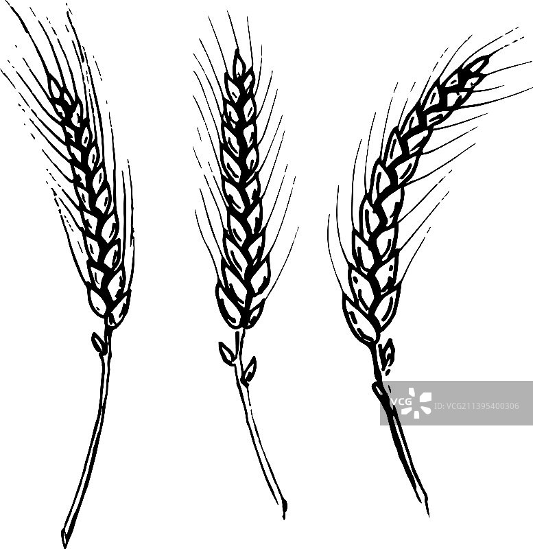 小麦或大麦穗图片素材