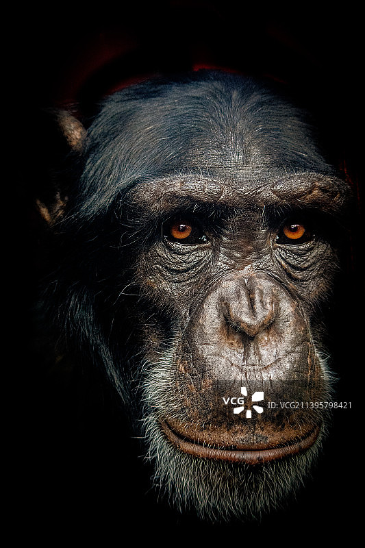 特写肖像大猩猩对黑色背景，多塞特，英国，英国图片素材