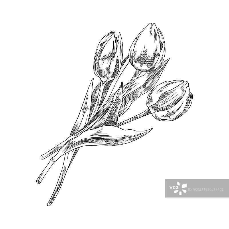 郁金香花束手绘花卉素描图片素材