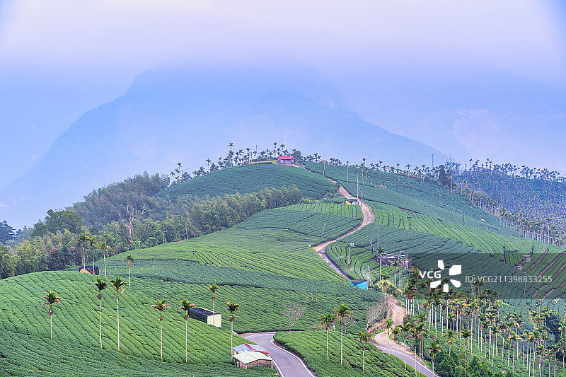 美丽的绿茶种植园一排排的场景与蓝天白云，设计理念为新鲜的茶叶图片素材