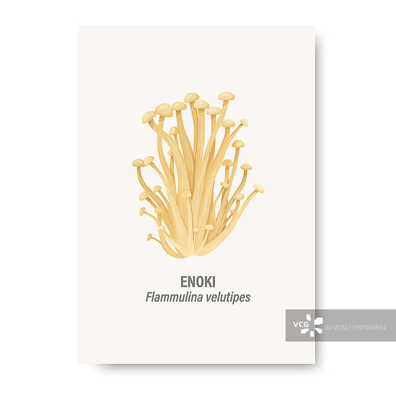 金针菇孤立在白色卡片上图片素材