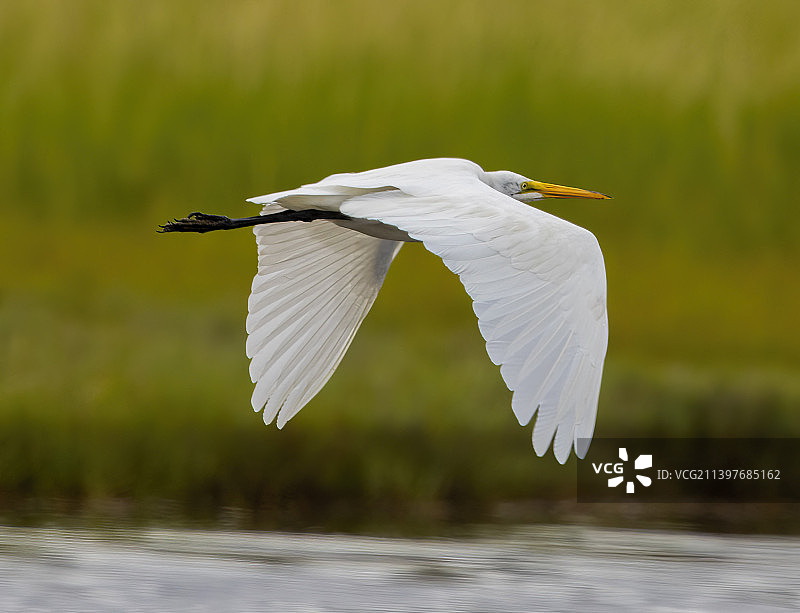 白鹭飞过湖的特写，斯卡伯勒沼泽奥杜邦中心，美国，美国图片素材